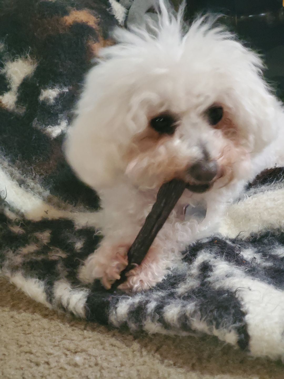 Customer photo review of 12 Inch Gullet Sticks