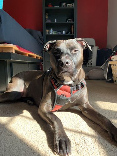 Customer photo review of No-Pull Dog Harness