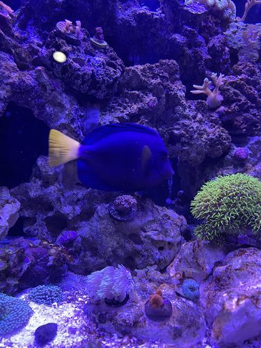 Customer photo review of Medic