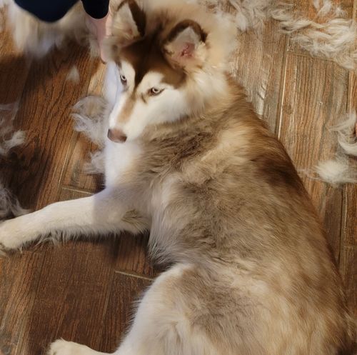 Customer photo review of Pet Grooming Brush
