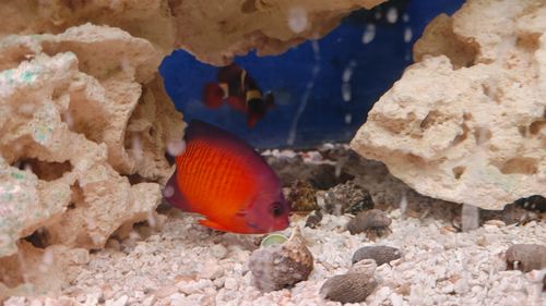 Customer photo review of Medic