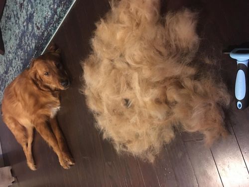Customer photo review of Pet Grooming Brush