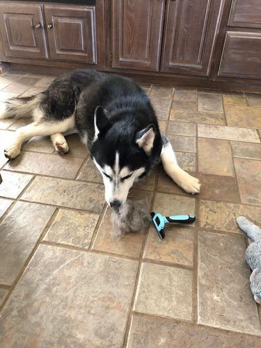 Customer photo review of Pet Grooming Brush
