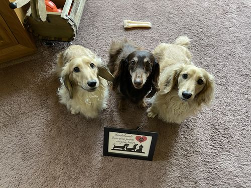 Customer photo review of Dachshunds Leave Paw Prints on Your Heart Framed Print 5 x 7