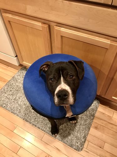 Customer photo review of Protective Inflatable Collar for Dogs