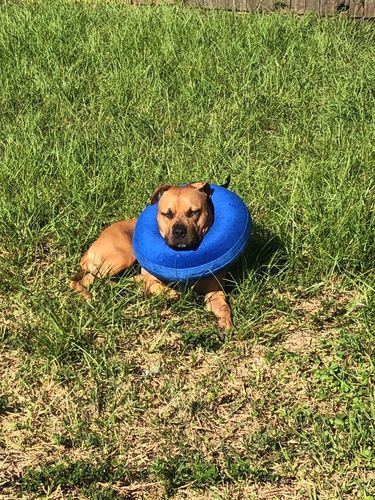 Customer photo review of Protective Inflatable Collar for Dogs