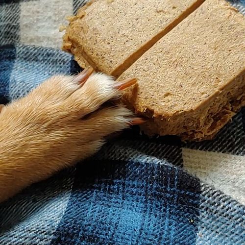 Customer photo review of ADULT CANINE FOOD BARS: BEEF & CHICKEN RECIPE: BULK BAG 15.00% Off Auto renew