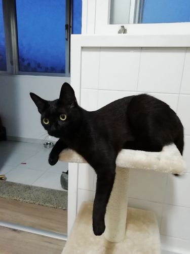 Customer photo review of Trixie Arranhador Zamora