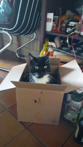 Customer photo review of Henrique, Demeter Espresso