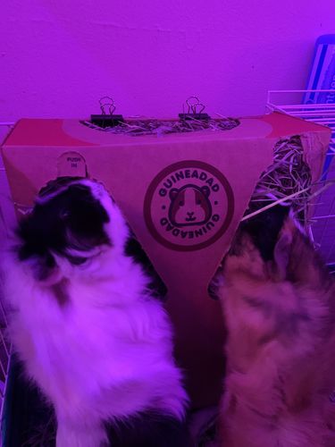 Customer photo review of GuineaDad Nourish Series - Timothy Hay (3 Pack)