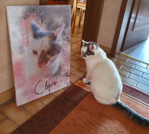 Customer photo review of Graffiti Pawtrait