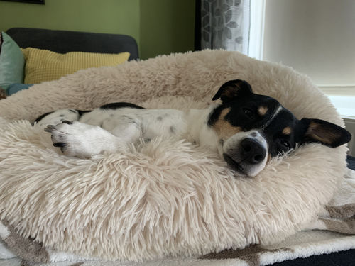 Customer photo review of Kuscheliges ergonomisches Hundebett "Wolke 7"
