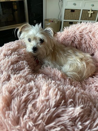 Customer photo review of Calming Dog Bed with Removable Cover