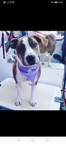 Customer photo review of Ruff Skin Salvation - Skin repair balm for dogs