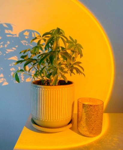Customer photo review of The Sunset Projector™