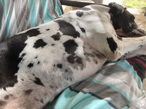 Customer photo review of Ruff Skin Salvation - Skin repair balm for dogs