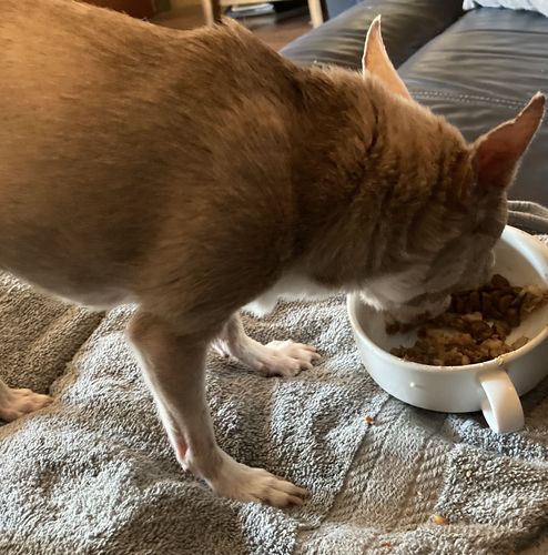 Customer photo review of Rosie's Beef N' Rice Meal Pouch