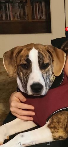 Customer photo review of Spritzer Colognes - for dogs