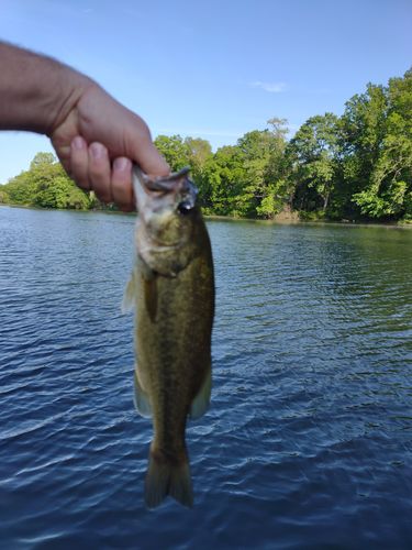 Customer photo review of Headbanger Spitfire 4.5"