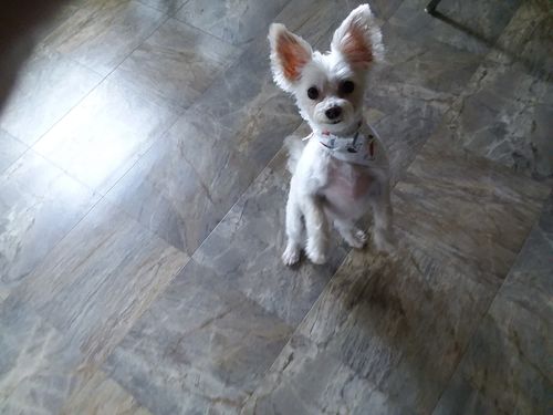 Customer photo review of Pet MD Calming Hemp Soft Chews with Hemp Seed, Chamomile, L-Tryptophan, and Melatonin for Dogs - 120 Count