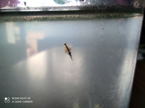 Customer photo review of Aqua Dragons Refill - Eggs