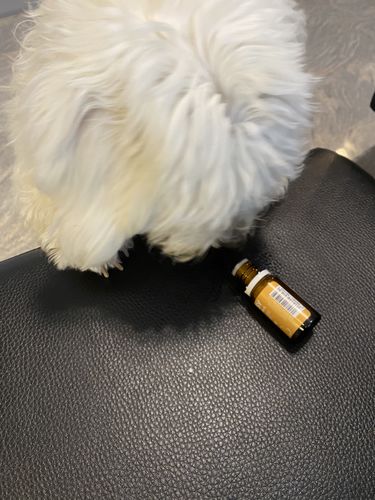 Kundenbewertung mit Foto zu BELISY Bachblüten Globuli für Hunde & Katzen - gegen Juckreiz - 10 g