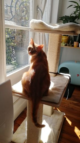 Avis photo d'un client sur Pâtée Chat Stérilisé Sans Céréales - Saumon