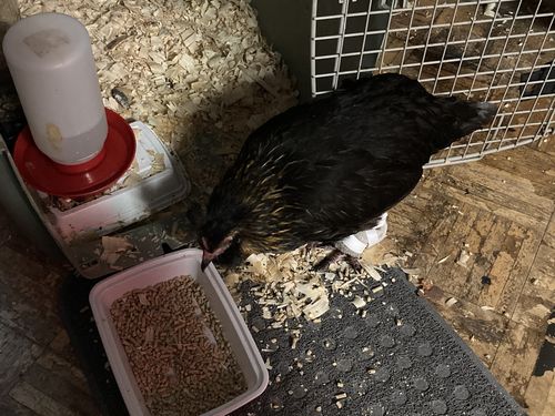 Customer photo review of GrubTerra Dried Larvae