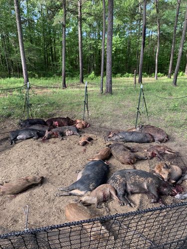 Customer photo review of Pig Brig Trap System
