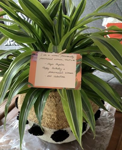 Customer photo review of Lemon lime darcenea plant