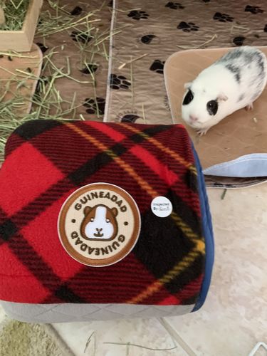Customer photo review of GuineaDad Liner- Full Sizes with Pockets