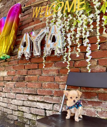 Customer photo review of Collier pour Chien Personnalisable Modèle Mignon