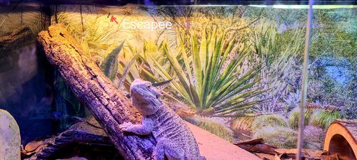 Customer photo review of GrubTerra Fresh Black Soldier Fly Larvae for Reptiles