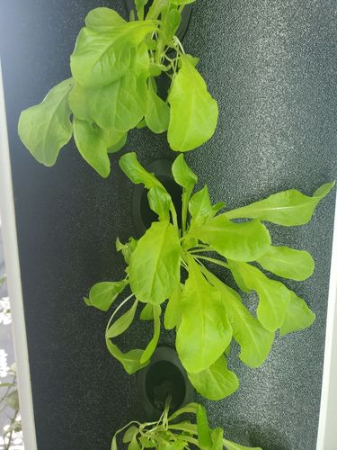 Customer photo review of AEVA Easy Indoor Garden