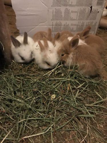 Customer photo review of 50/50 Hay Box