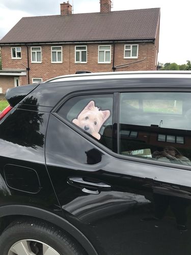 Customer photo review of Can You See Me Now - Personalized Sticker With Your Pet's Photo V1