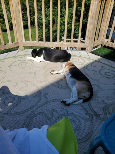 Customer photo review of 'Pup Butter Bites' CBD Dog Treats