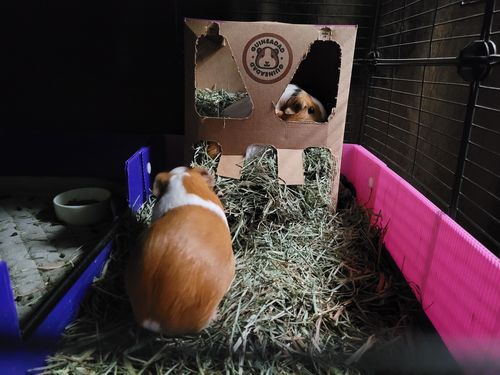 Customer photo review of GuineaDad Nourish Series - Timothy Hay (3 Pack)