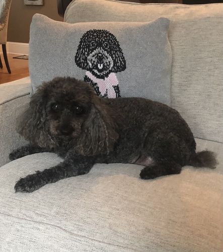 Customer photo review of Dog Full Body - Custom Knitted Pillow