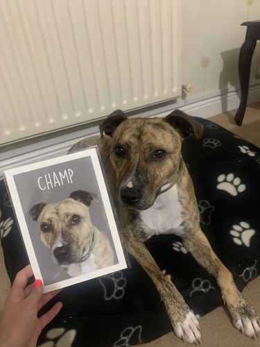 Customer photo review of Classic - Custom Pet Portrait