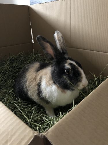 Customer photo review of Timothy Hay Box 'Coarse Cut'