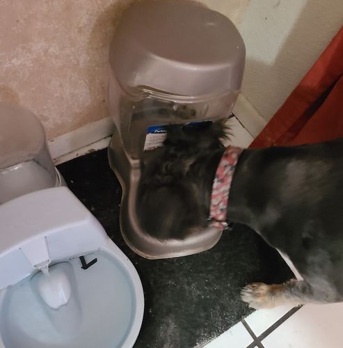 Customer photo review of Wally’s Salmon N’ Rice Meal Pouch Auto renew