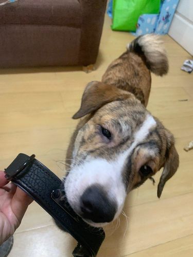 Customer photo review of Premium Leather Custom-Engraved Dog Collar