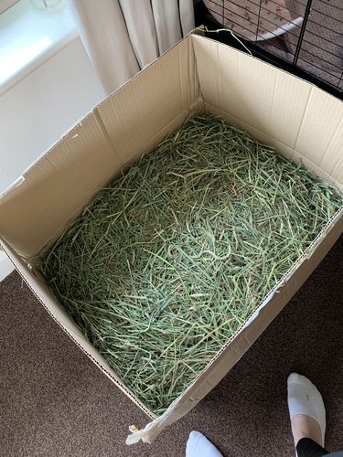 Customer photo review of Timothy Hay Box 'Blend'