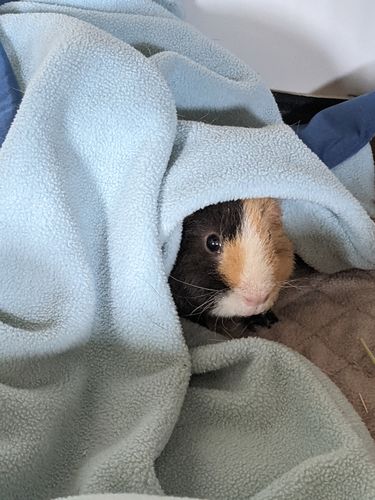 Customer photo review of GuineaDad Liner- Full Sizes with Pockets
