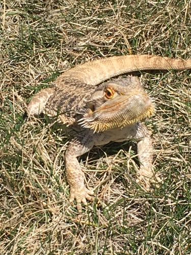 Customer photo review of GrubTerra Fresh Black Soldier Fly Larvae for Reptiles