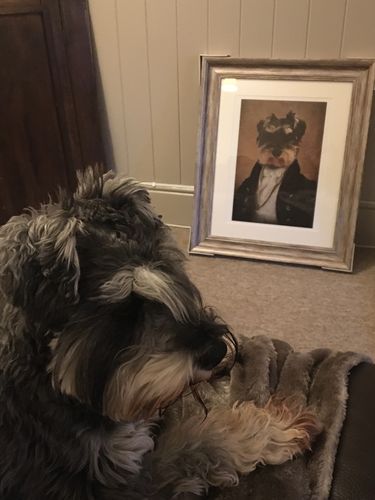 Customer photo review of The Baron - Custom Vintage Pet Portrait