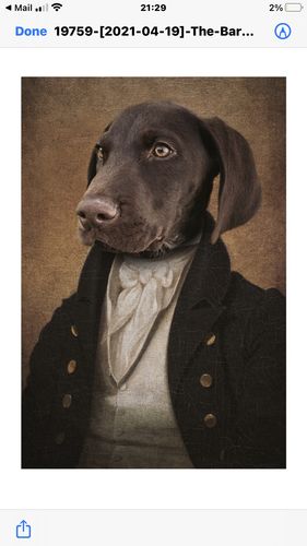 Customer photo review of The Baron - Custom Vintage Pet Portrait
