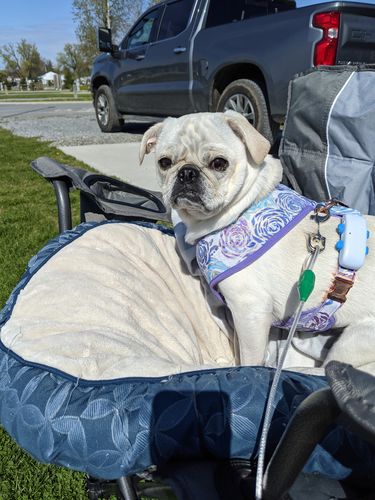 Customer photo review of Purple Rose flower dog harness