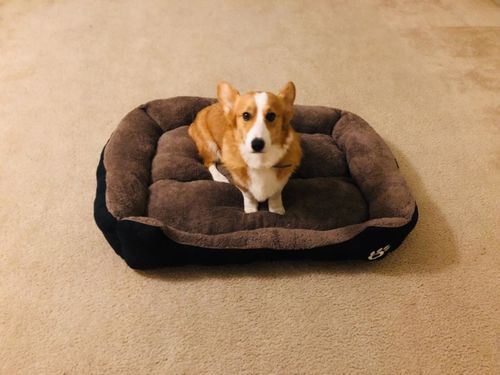 Customer photo review of Winter Warming Pet Bed